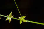 Eastern star sedge